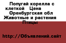 Попугай корелла с клеткой › Цена ­ 4 000 - Оренбургская обл. Животные и растения » Птицы   